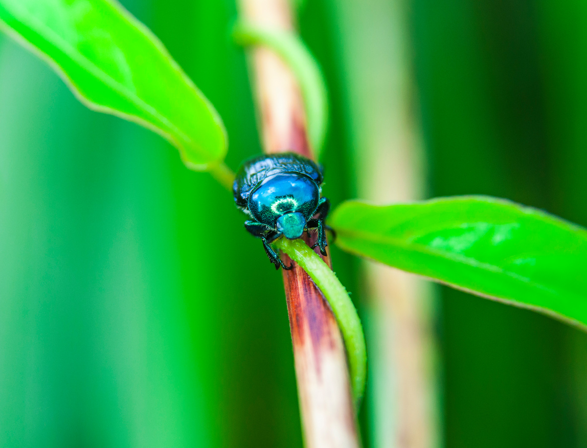 夏天的一场急雨过后,叶子格外绿,这这金龟子正爬在藤蔓上休息,用了