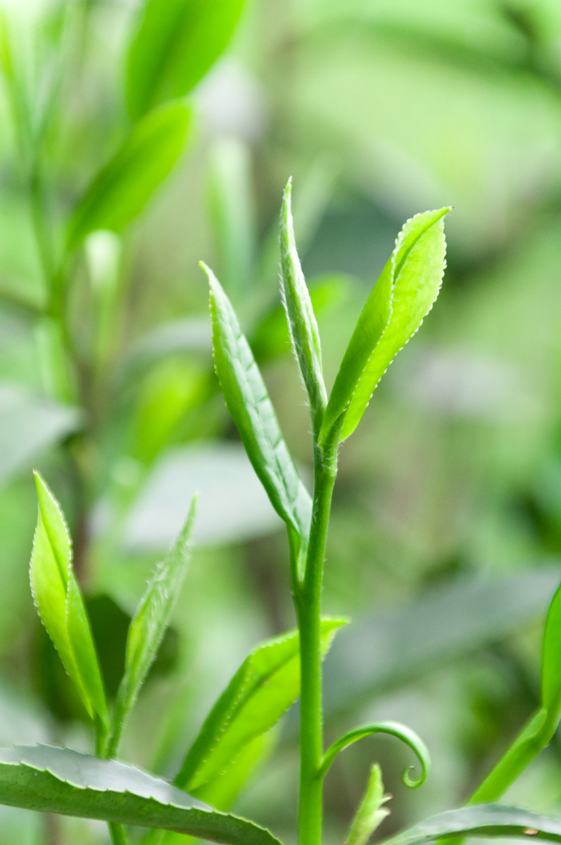 麻十四 - 图虫摄影网