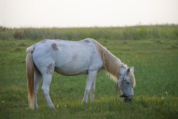 SWJ_2204