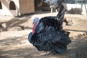 SWJ_3962
