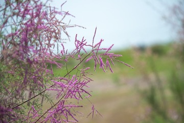 SWJ_1438