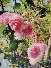 F559CC3B-83AB-4B79-A5A0-D62A13A1278F/L0/001