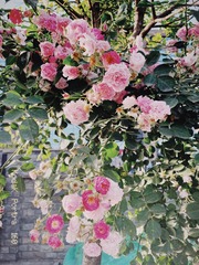 6F250DD1-1A1C-42B4-867C-4A44D27D071E/L0/001