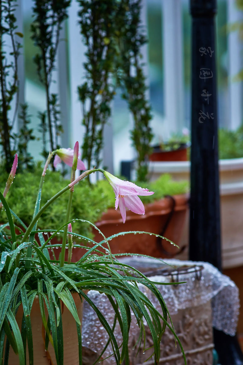 雨中风雨兰