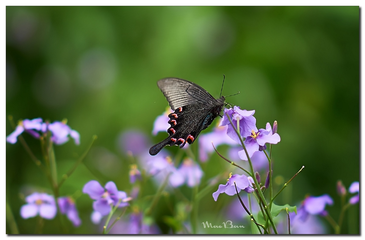 二月兰玉带凤蝶雌性蝶