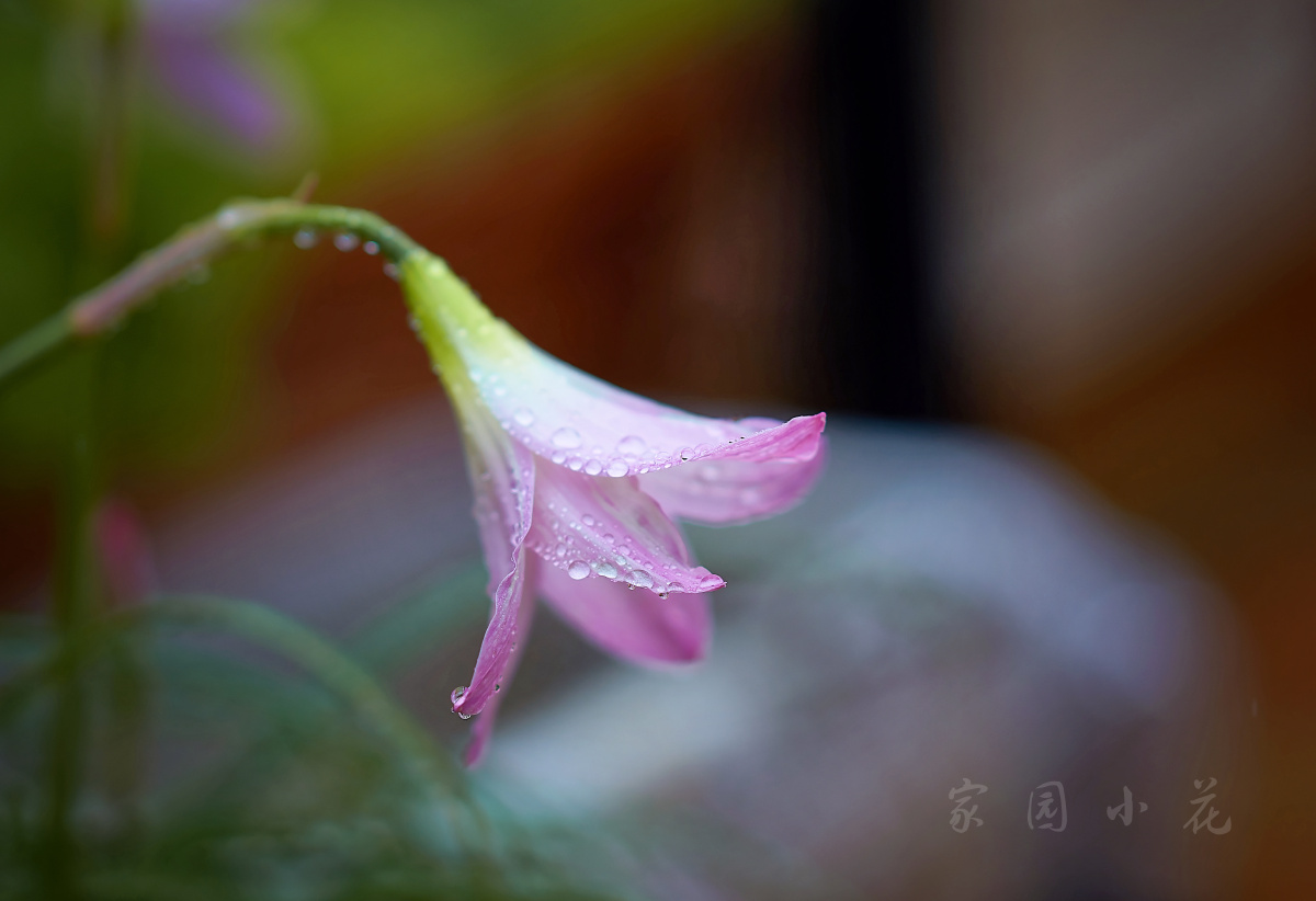 雨中风雨兰