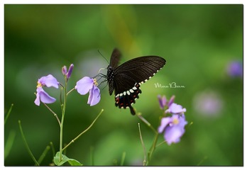 DSC01686_DXO (复制)