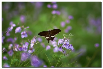 DSC01698_DXO (复制)