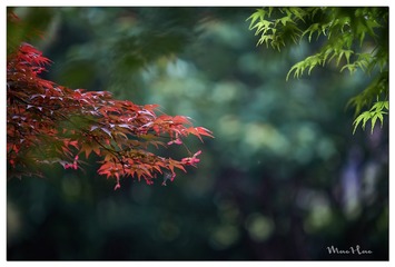 DSC01826_DXO