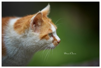 DSC01565_DXO