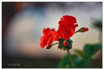 DSC01736_DXO (复制)