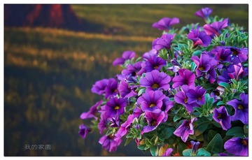 DSC01750_DXO (复制)
