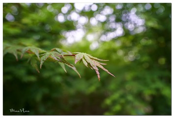 DSC08642_DXO