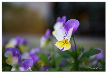 DSC08478_DXO