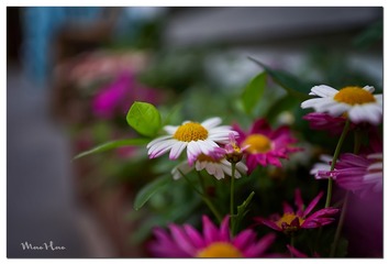 DSC08503_DXO