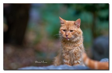 DSC06615_DXO