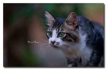 DSC06515_DXO