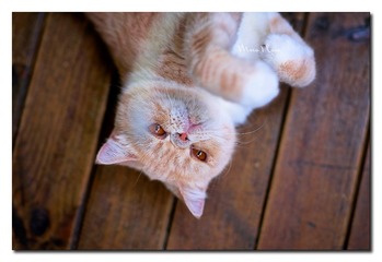 DSC00281_DXO