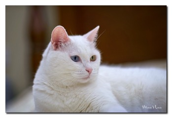DSC00424_DXO