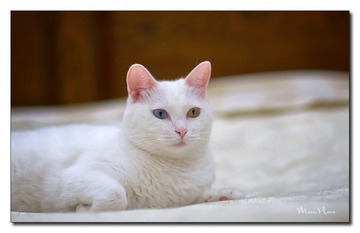 DSC00444_DXO
