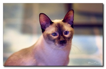 DSC00377_DXO