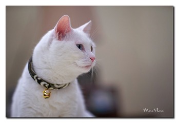 DSC00458_DXO