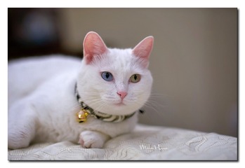 DSC00462_DXO