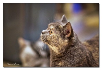 DSC00336_DXO