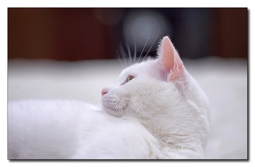 DSC00513_DXO