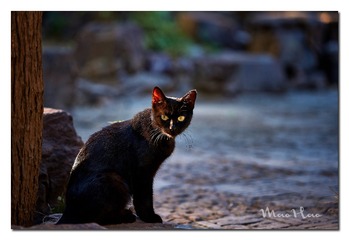 DSC07303_DXO