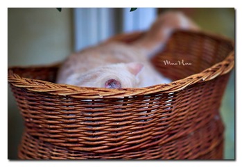 DSC00295_DXO