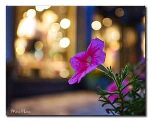 DSC09401_DXO
