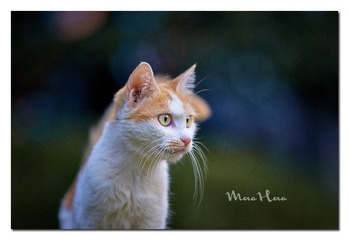 DSC07375_DXO