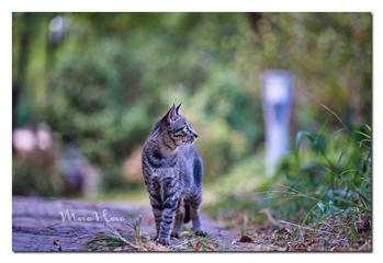 DSC07350_DXO