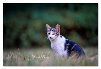 DSC07391_DXO