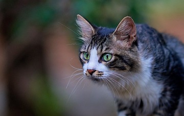 DSC06515_DXO