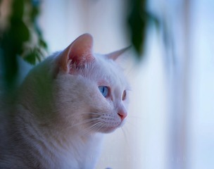 DSC02306_DXO