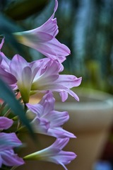 DSC03767_DXO