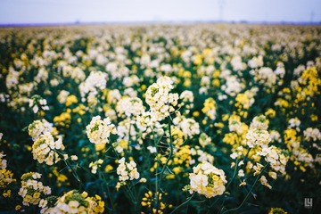 DSC00555-1-1