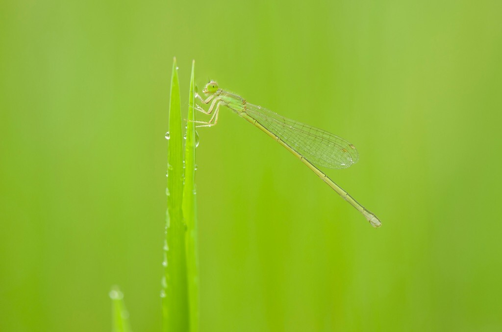 雨中的豆娘