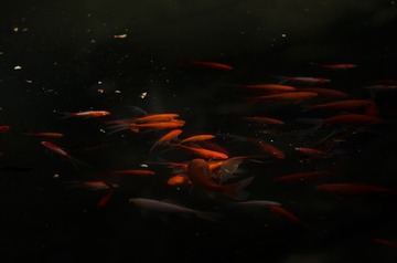 有阳光的池塘