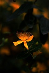 IMG_4527_