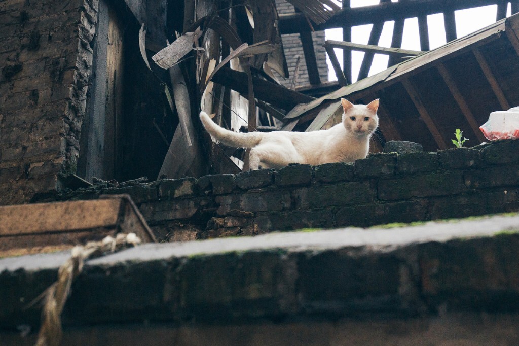 一只18梯的猫~