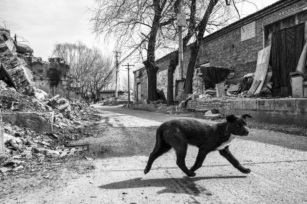 一只被主人放弃的狗狗受到我的惊扰，快速逃过废墟中的道路。