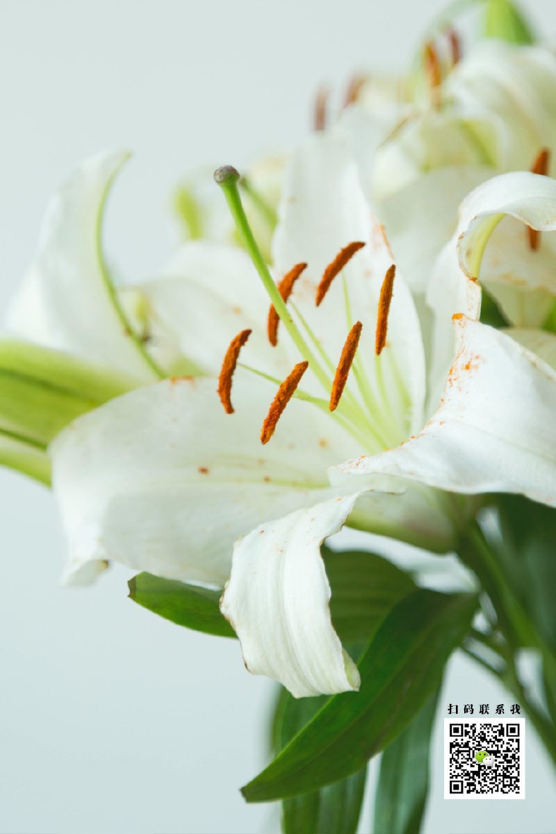 香水百合-卡萨布兰卡【原创商业摄影】