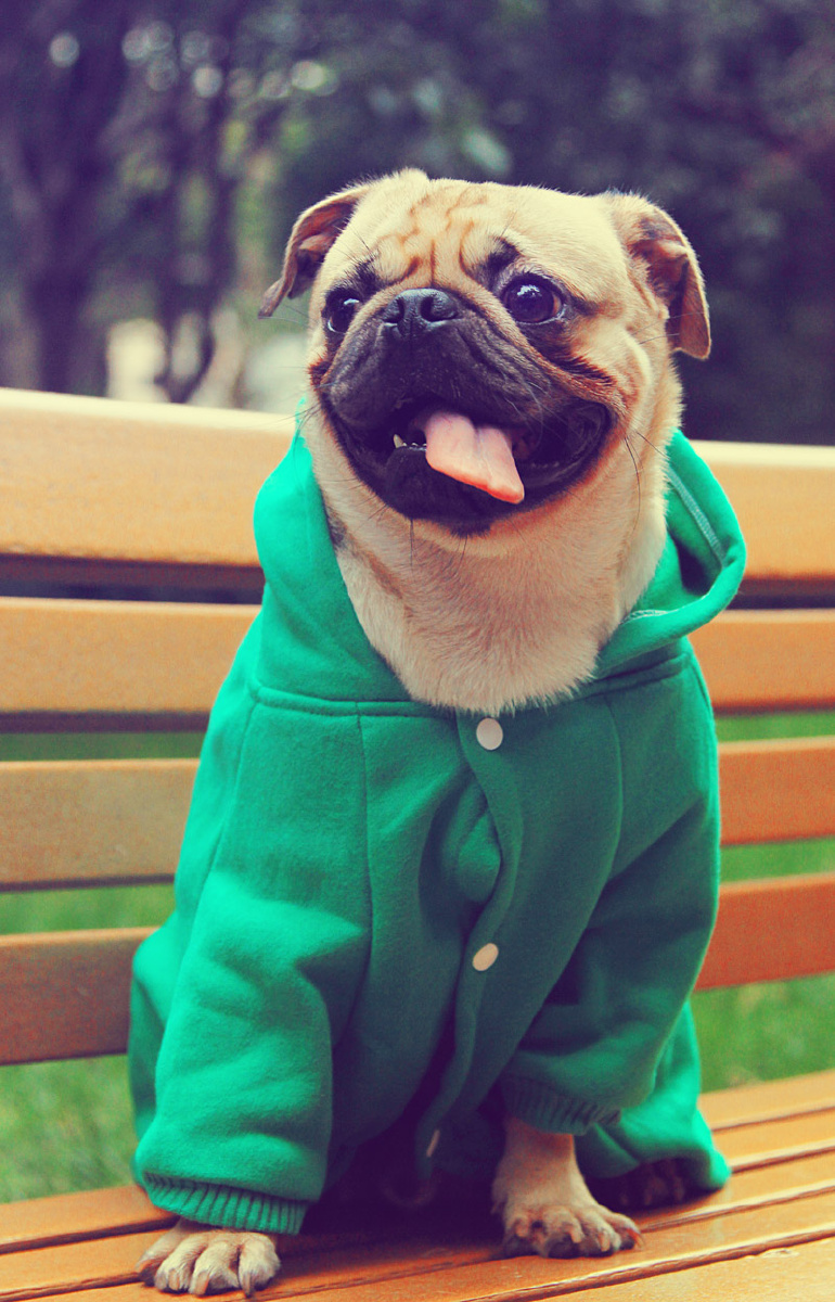 忧郁的巴哥 - dk宠物摄影 - 图虫网 - 优质摄影师交流社区