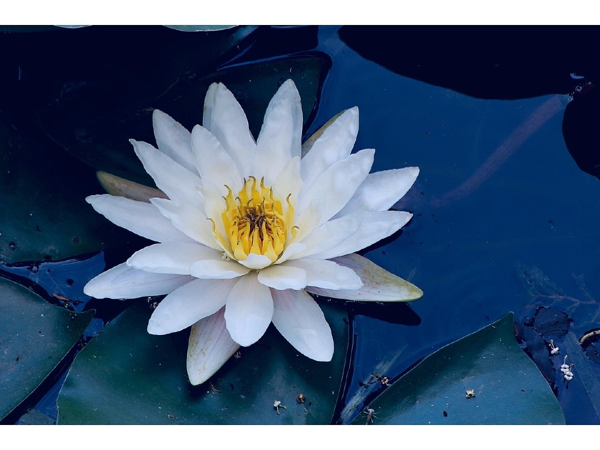 睡莲waterlily