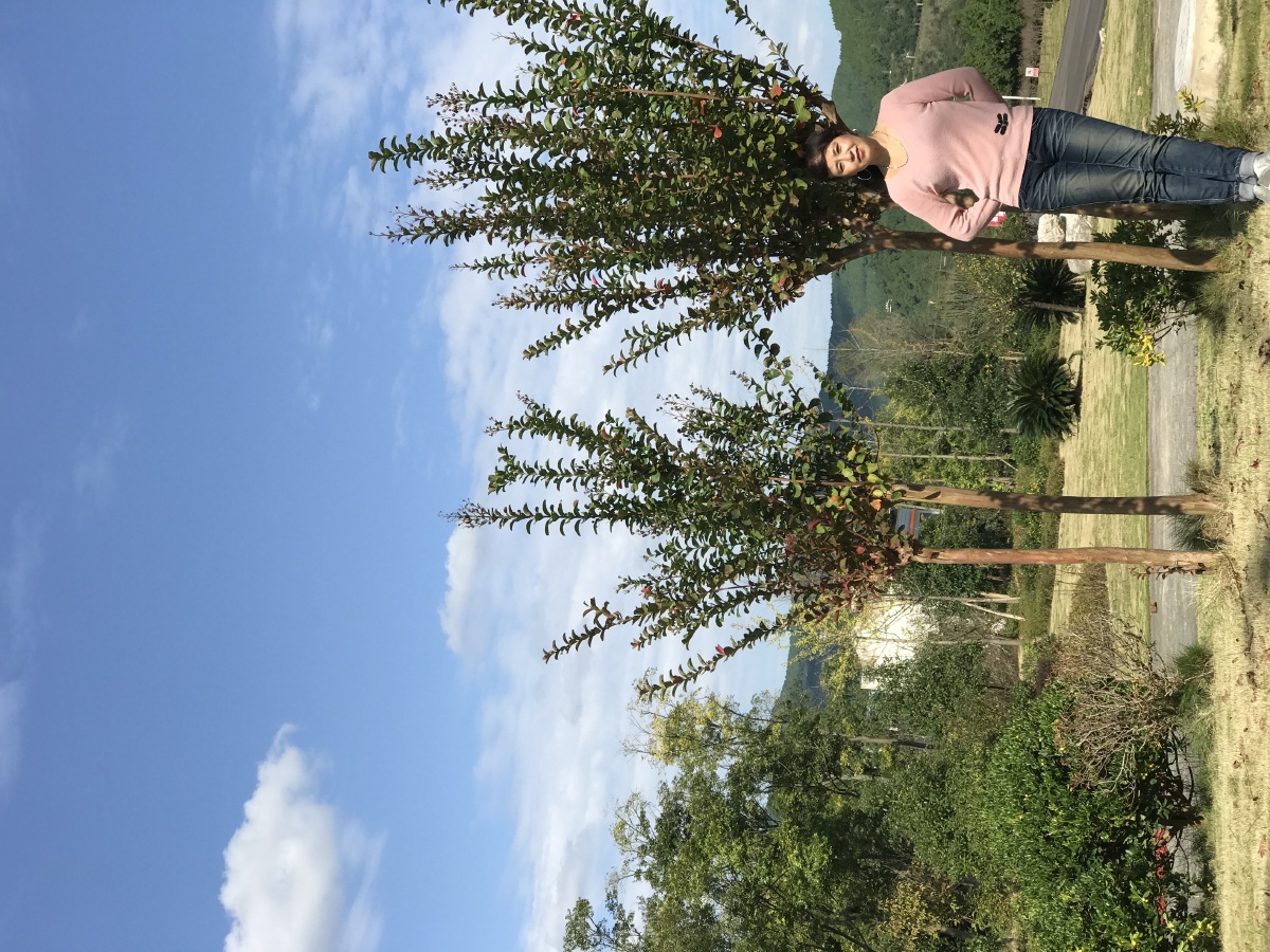 乌桕树苗木基地西安有没,湖北大悟乌桕苗木基地