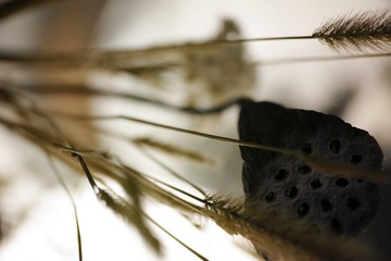 SDIM2717