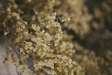 SDIM2720